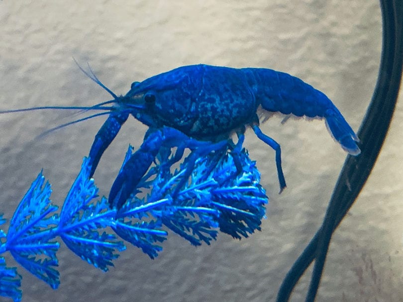 The Ultimate Pet Crayfish Care Guide Crayfish Care 2019