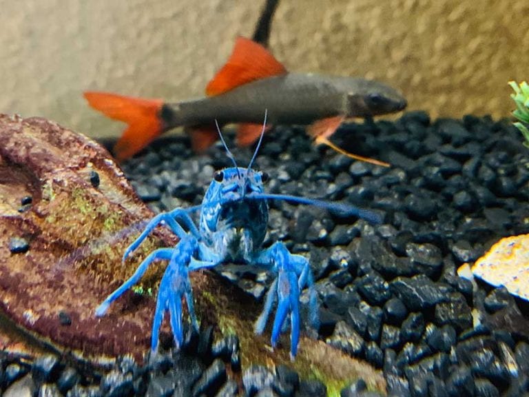 Breeding Crayfish From Home A Guide to How it Works