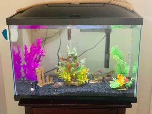 How Do You Set Up a Crayfish Tank? | Aquarium Set Up