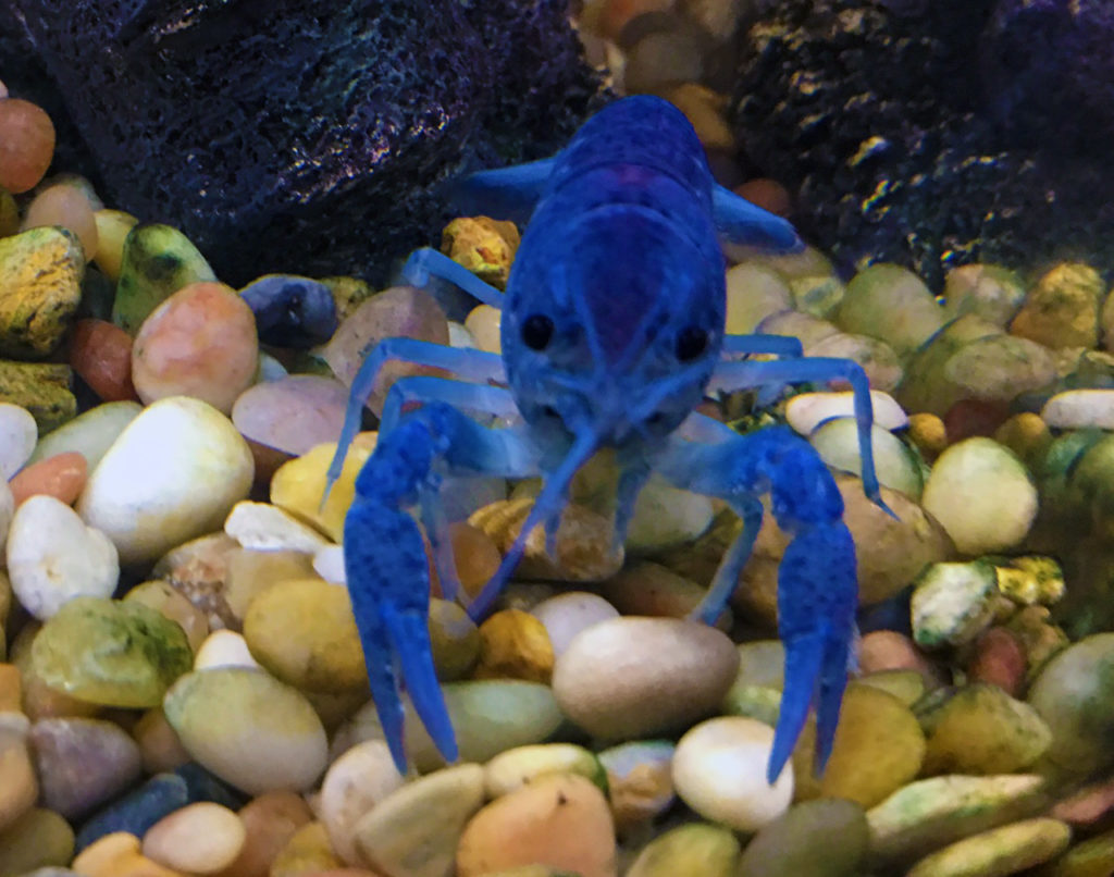 What Do You Need for a Pet Crayfish Crayfish Care