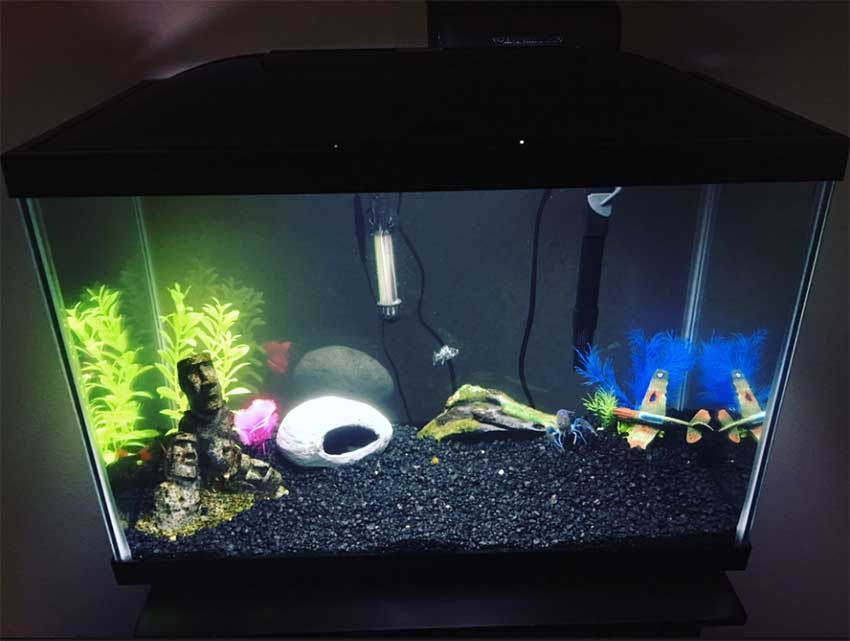 best small fish tank setup