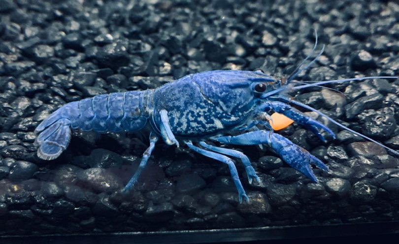 Pet Blue Crayfish Are Awesome: Here are 6 Reasons Why