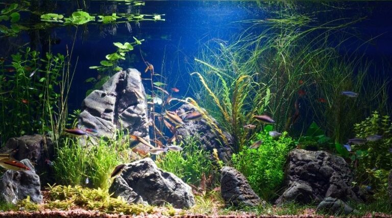 Best 10-Gallon Fish Tanks Available - Top 6 of 2021