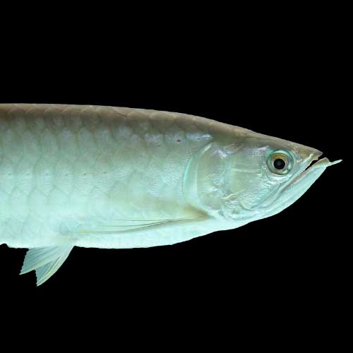  Platinum Arowana  A Unique Fish and Crazy Expensive