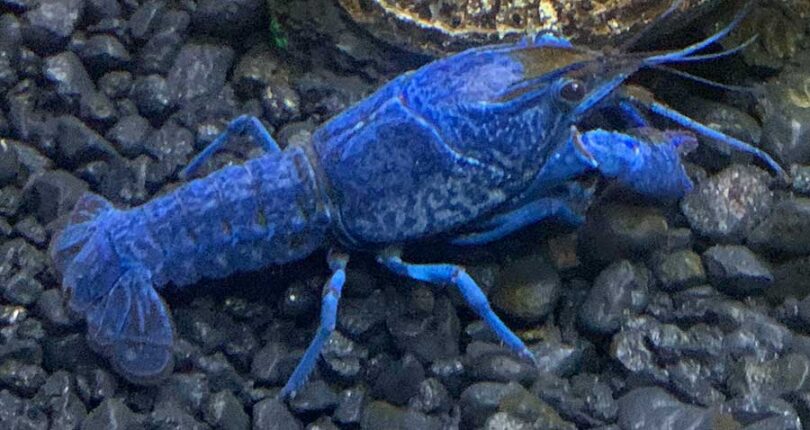 Blue Crayfish (Procambarus alleni): A Step-by-Step Care Guide 2021