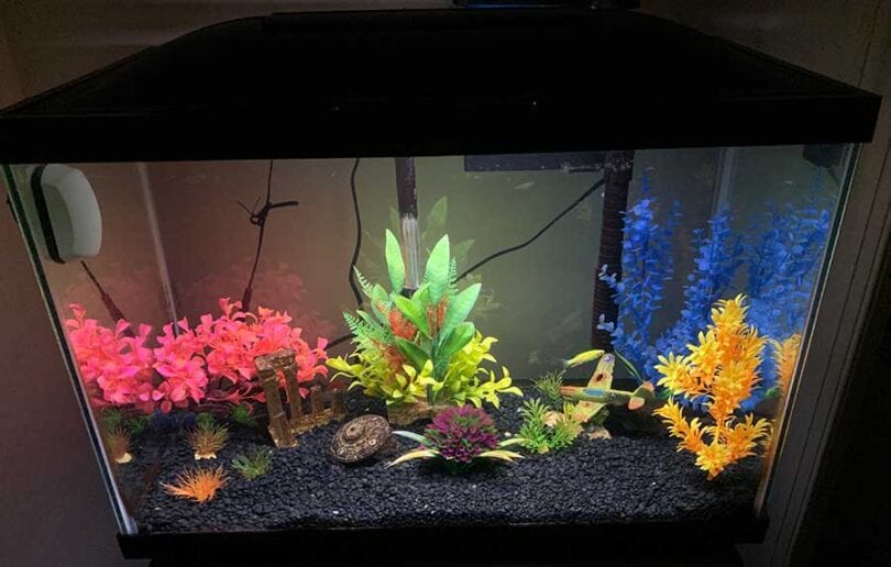 Pea Puffers: The Ultimate Care Guide for an Amazing Fish 2021