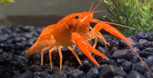 Types of Crayfish: 8 Crayfish You'll Want to Know About